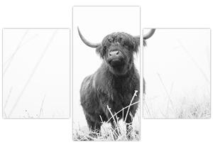 Obraz - Škótska krava 4, čiernobiela (90x60 cm)