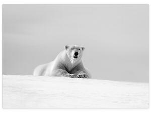 Obraz - Ľadový medveď, čiernobiela (70x50 cm)