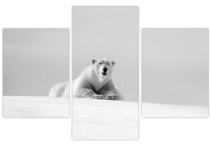 Obraz - Ľadový medveď, čiernobiela (90x60 cm)