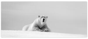 Obraz - Ľadový medveď, čiernobiela (120x50 cm)