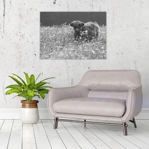 Obraz - Škótska krava 5, čiernobiela (70x50 cm)