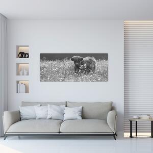 Obraz - Škótska krava 5, čiernobiela (120x50 cm)
