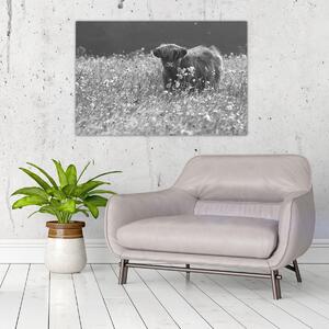 Obraz - Škótska krava 5, čiernobiela (90x60 cm)
