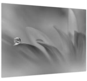 Obraz - Kvapka na kvete, čiernobiela (70x50 cm)