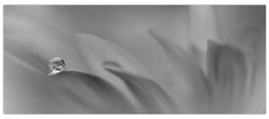 Obraz - Kvapka na kvete, čiernobiela (120x50 cm)