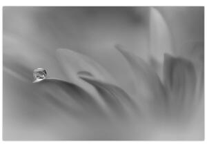 Obraz - Kvapka na kvete, čiernobiela (90x60 cm)