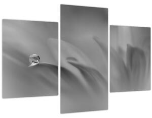 Obraz - Kvapka na kvete, čiernobiela (90x60 cm)