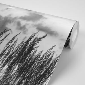 Fototapeta tráva v čiernobielom prevedení