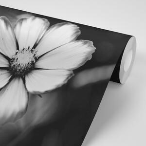 Fototapeta záhradný čiernobiely kvet krasuľky