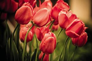 DIMEX | Samolepiaca fototapeta na podlahu FL-255-004 | 255 x 170 cm | Červené tulipány