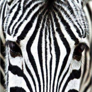 DIMEX | Samolepiaca fototapeta na podlahu FL-170-010 | 170 x 170 cm | Zebra