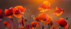SKLENENÝ OBRAZ, kvety, 125/50 cm Monee - Obrazy