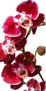 DIMEX | Samolepiaca fototapeta na podlahu FL-85-006 | 85 x 170 cm | Červená orchidea