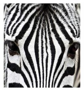 DIMEX | Vliesová fototapeta na stenu Zebra MS-3-0234 | 225 x 250 cm | čierna, biela