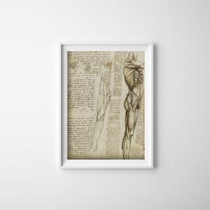 Plagát na stenu Plagát na stenu Da Vinciho svaly nôh