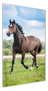 Vertikálny foto obraz sklenený Kôň na poli osv-100002139