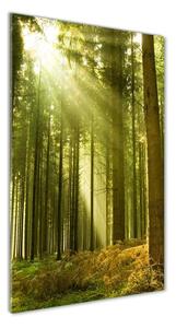 Vertikálny foto obraz sklenený Slnko v lese osv-10017097