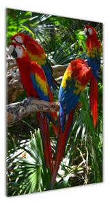 Vertikálny foto obraz sklenený Papagáje Ara osv-100820443