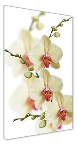 Vertikálny foto obraz sklenený Orchidea osv-102443917