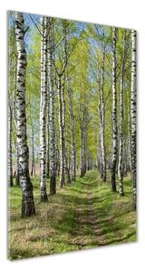 Vertikálny foto obraz sklenený Brezový les osv-102231208