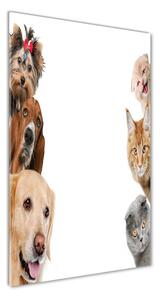 Vertikálny fotoobraz na skle Psy a mačky osv-104206550
