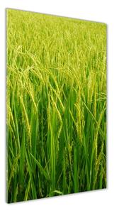 Vertikálny foto obraz sklenený Plantáž ryža