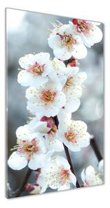 Vertikálny foto obraz sklenený Kvety višne osv-104952401
