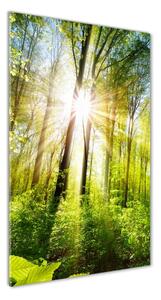 Vertikálny foto obraz sklenený Slnko v lese osv-105833930