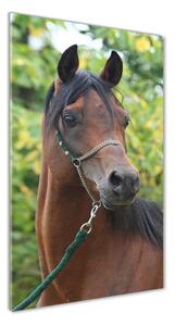 Vertikálny fotoobraz na skle Portrét koňa osv-107892402