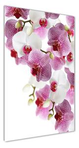 Vertikálny foto obraz sklenený Orchidea osv-107506962