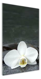 Vertikálny fotoobraz na skle Orchidea kamene osv-113617594