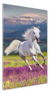 Vertikálny foto obraz sklenený Biely kôň cval