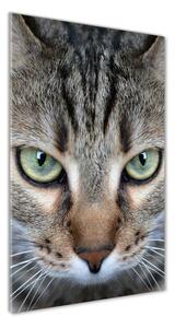 Vertikálny foto obraz sklenený Oči mačky osv-114220094