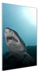 Vertikálny foto obraz sklenený Veľký žralok