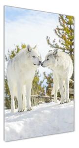 Vertikálny foto obraz sklenený Dva bieli vlci