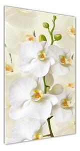 Vertikálny fotoobraz na skle Biela orchidea osv-123330197