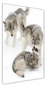 Vertikálny fotoobraz na skle Šedí vlci osv-124362326