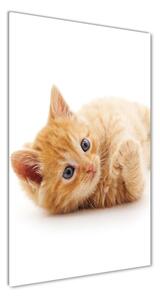 Vertikálny foto obraz sklenený Malá červená mačka