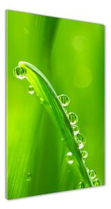Vertikálny foto obraz sklenený Steblo trávy osv-132303830