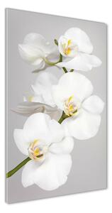 Vertikálny fotoobraz na skle Biela orchidea osv-133396361