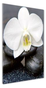 Vertikálny foto obraz fotografie na skle Orchidea a kamene