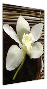 Vertikálny foto obraz sklenený Orchidea osv-14760003