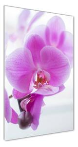 Vertikálny foto obraz sklo tvrdené Ružová orchidea