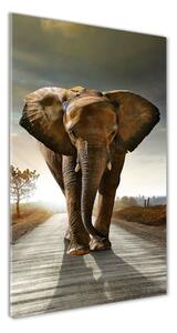 Vertikálny fotoobraz na skle Chodiaci slon osv-25742331