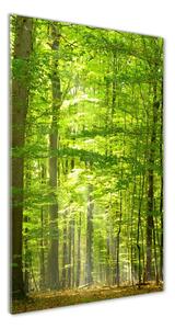 Vertikálny foto obraz sklo tvrdené Bukový les