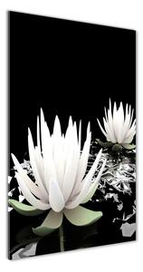 Vertikálny foto obraz fotografie na skle Kvet lotosu