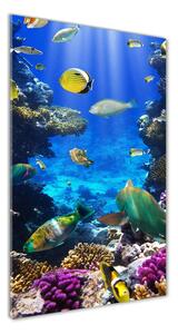 Vertikálny foto obraz sklenený Koralový útes