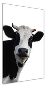 Vertikálny foto obraz fotografie na skle Fľakatá krava