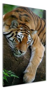 Vertikálny foto obraz sklenený Tiger na strome osv-4289086