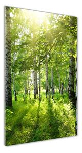 Vertikálny foto obraz sklenený Brezový les osv-42305508